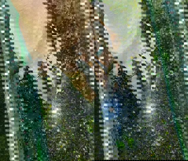 243525554 4502506943105256 2774382610623000315 N